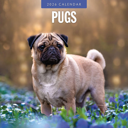 Pugs 2026 Premium Square Wall Calendar