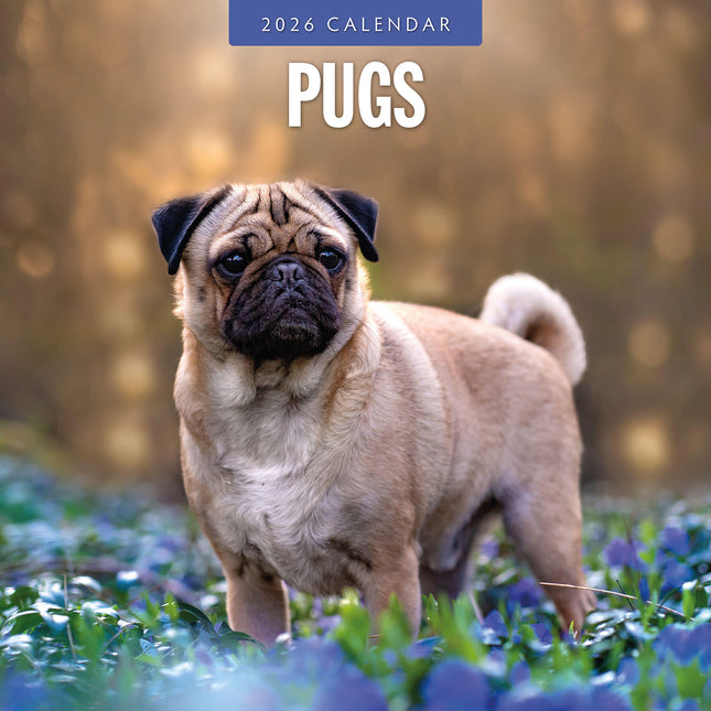 Pugs 2026 Premium Square Wall Calendar