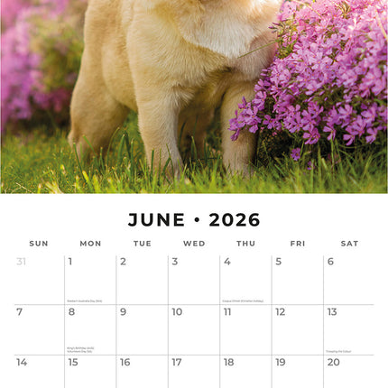 Pugs 2026 Premium Square Wall Calendar