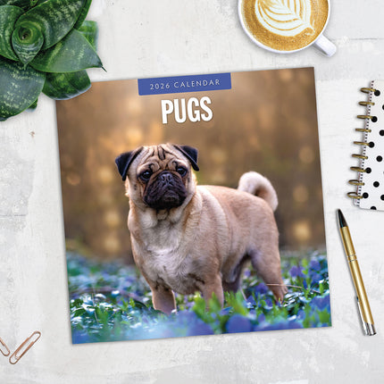 Pugs 2026 Premium Square Wall Calendar