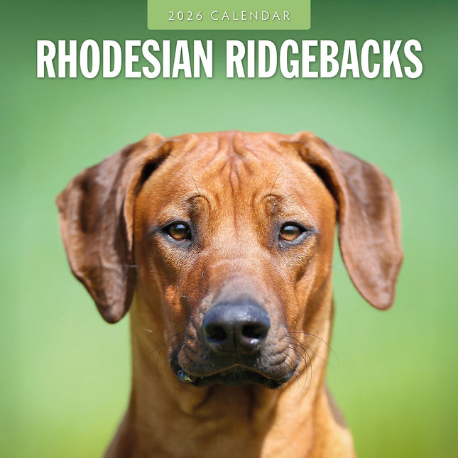Rhodesian Ridgebacks 2026 Premium Square Wall Calendar