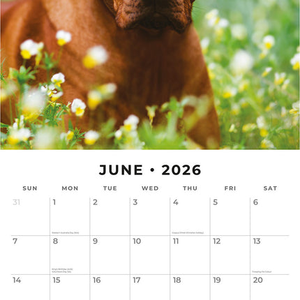Rhodesian Ridgebacks 2026 Premium Square Wall Calendar