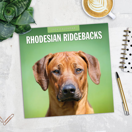 Rhodesian Ridgebacks 2026 Premium Square Wall Calendar