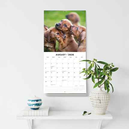 Rhodesian Ridgebacks 2026 Premium Square Wall Calendar