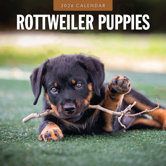Rottweiler Puppies 2026 Premium Square Wall Calendar