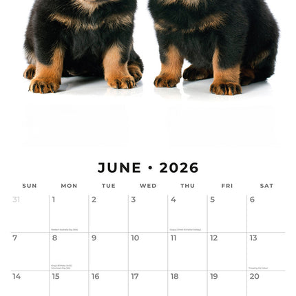 Rottweiler Puppies 2026 Premium Square Wall Calendar