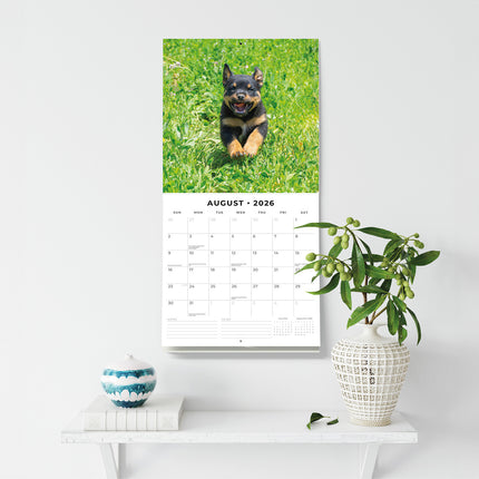 Rottweiler Puppies 2026 Premium Square Wall Calendar