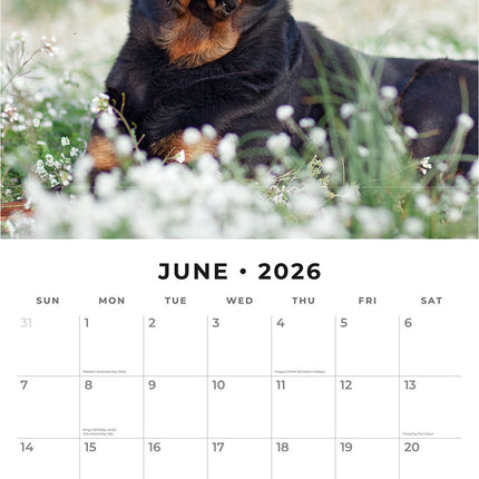 Rottweilers 2026 Premium Square Wall Calendar