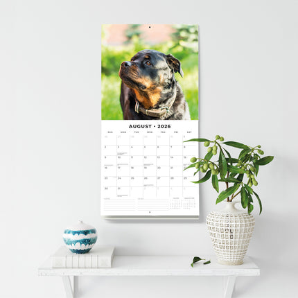 Rottweilers 2026 Premium Square Wall Calendar