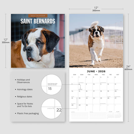 Saint Bernards 2026 Premium Square Wall Calendar