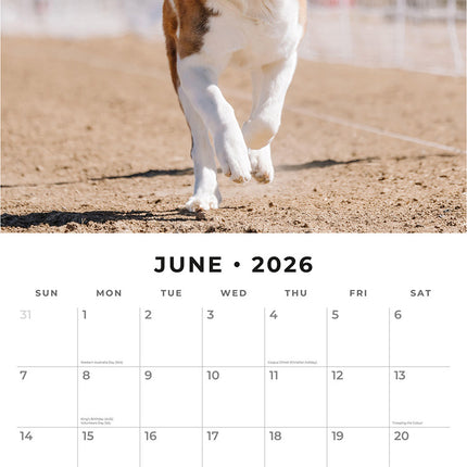 Saint Bernards 2026 Premium Square Wall Calendar