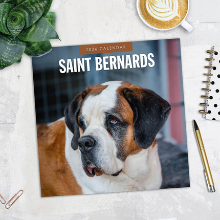 Saint Bernards 2026 Premium Square Wall Calendar