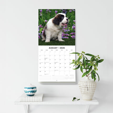 Saint Bernards 2026 Premium Square Wall Calendar