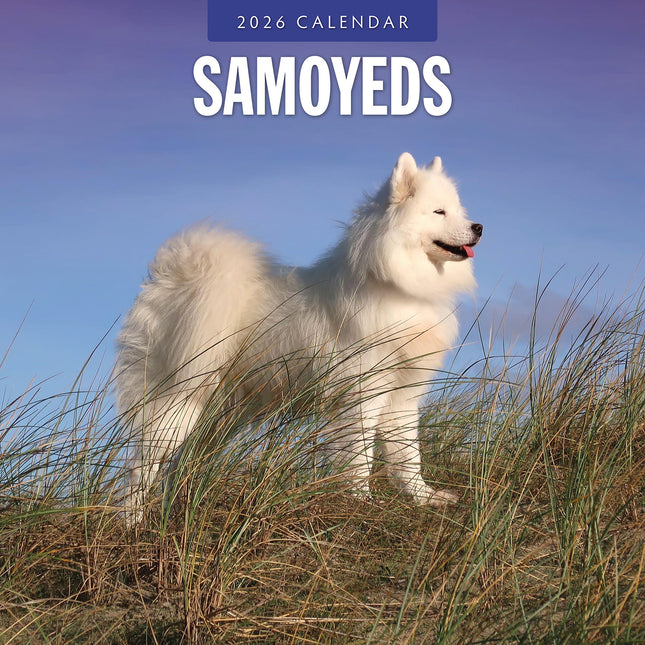 Samoyeds 2026 Premium Square Wall Calendar