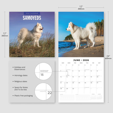 Samoyeds 2026 Premium Square Wall Calendar