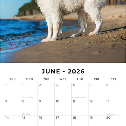 Samoyeds 2026 Premium Square Wall Calendar
