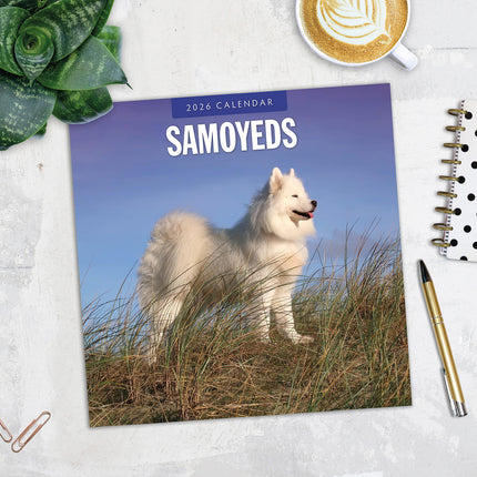 Samoyeds 2026 Premium Square Wall Calendar