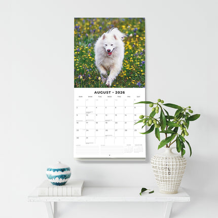 Samoyeds 2026 Premium Square Wall Calendar