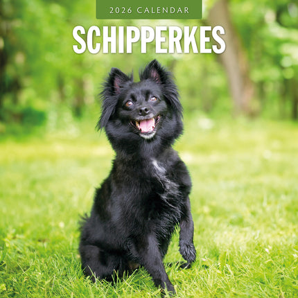 Schipperkes 2026 Premium Square Wall Calendar