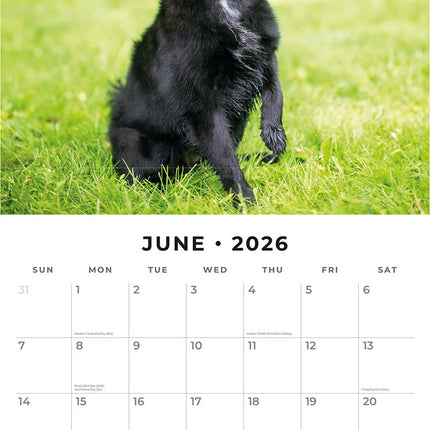 Schipperkes 2026 Premium Square Wall Calendar