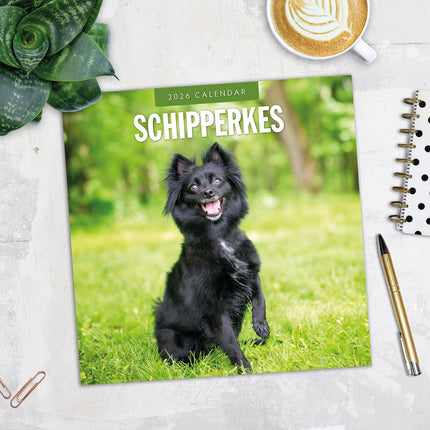 Schipperkes 2026 Premium Square Wall Calendar