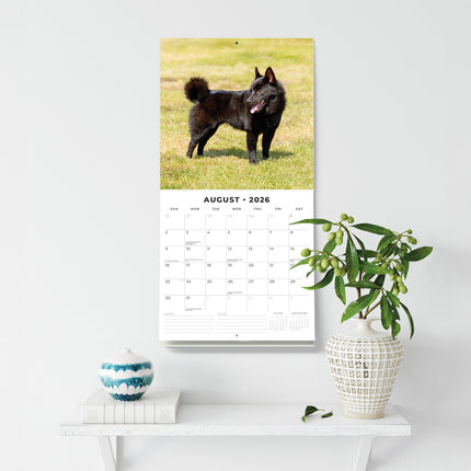 Schipperkes 2026 Premium Square Wall Calendar