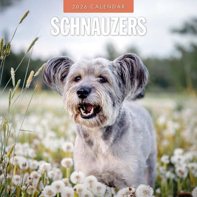Schnauzer 2026 Premium Square Wall Calendar