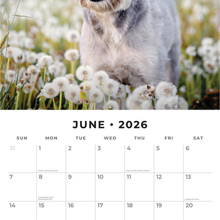 Schnauzer 2026 Premium Square Wall Calendar