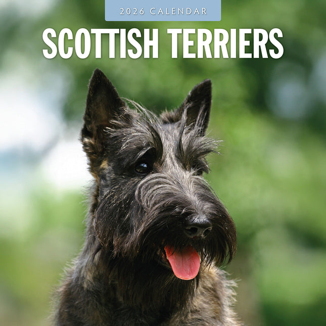 Scottish Terriers 2026 Premium Square Wall Calendar