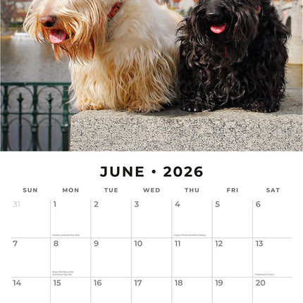 Scottish Terriers 2026 Premium Square Wall Calendar