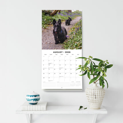 Scottish Terriers 2026 Premium Square Wall Calendar