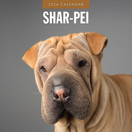 Shar Pei 2026 Premium Square Wall Calendar