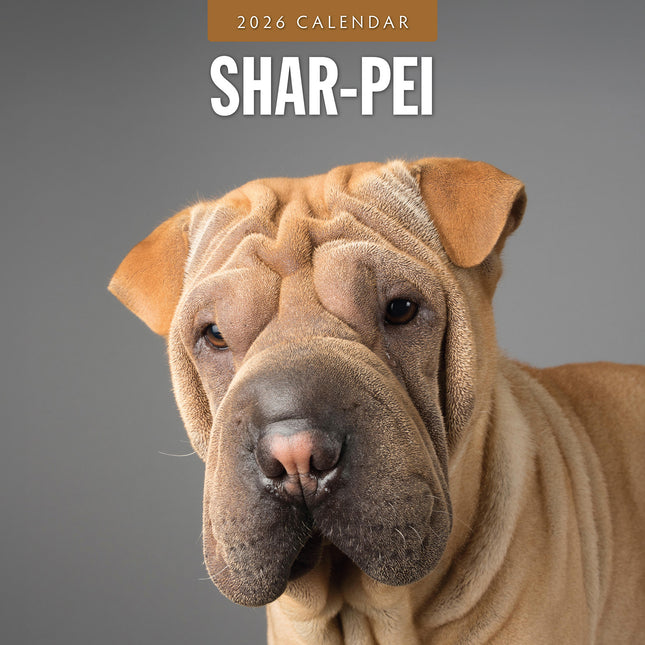 Shar Pei 2026 Premium Square Wall Calendar