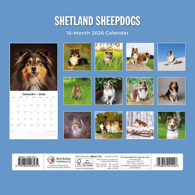 Shetland Sheepdogs 2026 Premium Square Wall Calendar