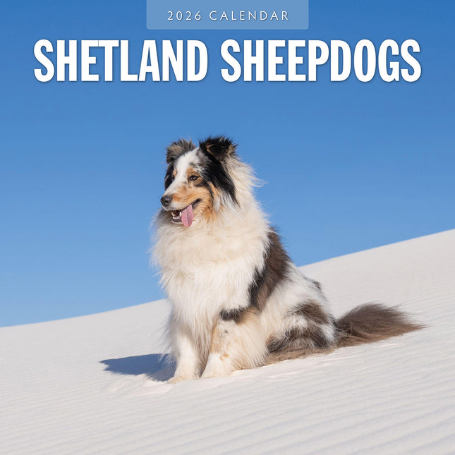 Shetland Sheepdogs 2026 Premium Square Wall Calendar
