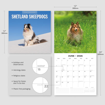 Shetland Sheepdogs 2026 Premium Square Wall Calendar