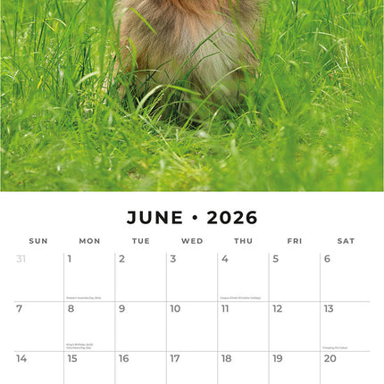 Shetland Sheepdogs 2026 Premium Square Wall Calendar