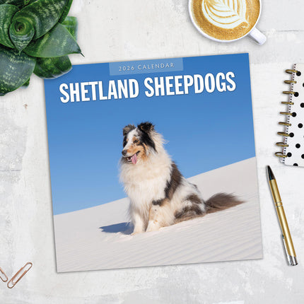 Shetland Sheepdogs 2026 Premium Square Wall Calendar