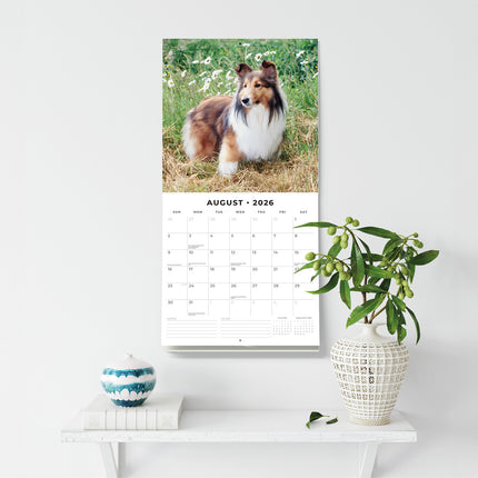 Shetland Sheepdogs 2026 Premium Square Wall Calendar