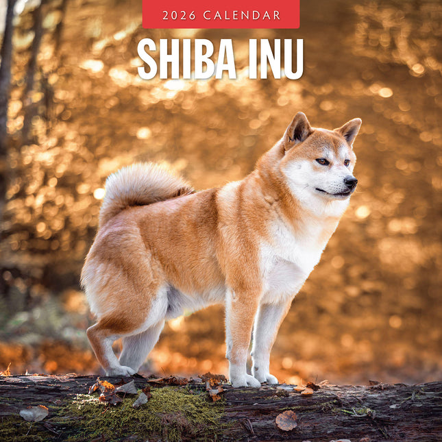 Shiba Inu 2026 Premium Square Wall Calendar