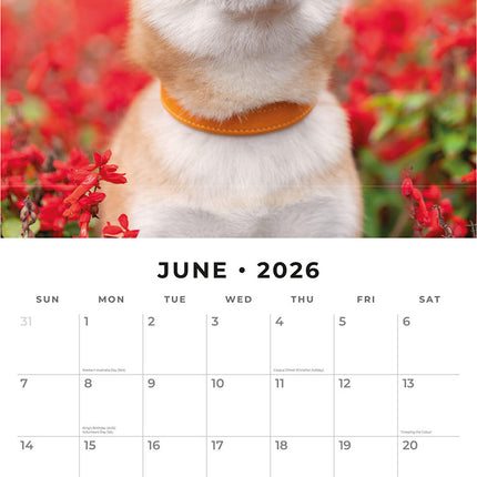 Shiba Inu 2026 Premium Square Wall Calendar