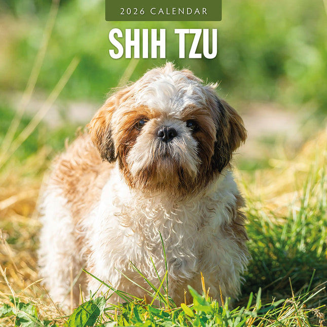 Shih Tzu 2026 Premium Square Wall Calendar