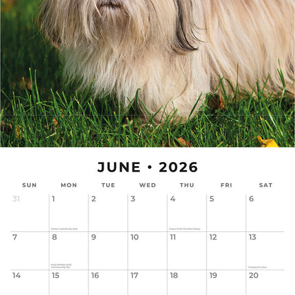 Shih Tzu 2026 Premium Square Wall Calendar