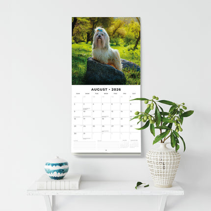 Shih Tzu 2026 Premium Square Wall Calendar