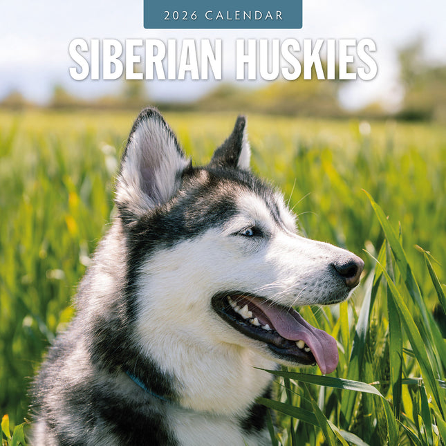 Siberian Huskies 2026 Premium Square Wall Calendar