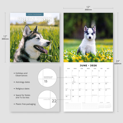 Siberian Huskies 2026 Premium Square Wall Calendar
