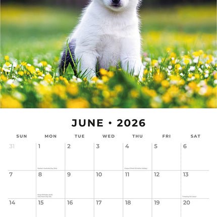 Siberian Huskies 2026 Premium Square Wall Calendar