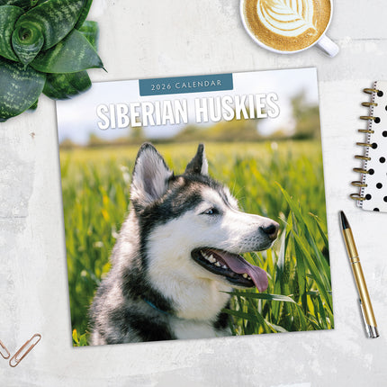 Siberian Huskies 2026 Premium Square Wall Calendar