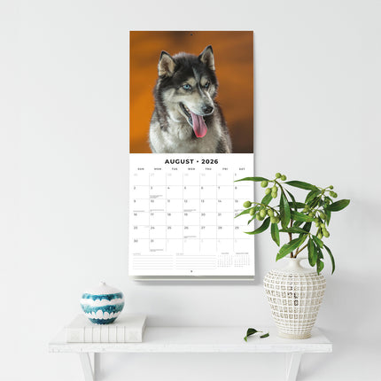Siberian Huskies 2026 Premium Square Wall Calendar