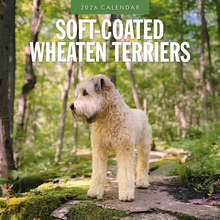 Soft Coated Wheaten Terriers 2026 Premium Square Wall Calendar
